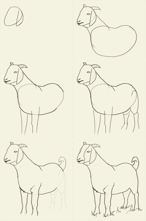 Goat drawing tutorial Goat Drawing Easy, Goat Drawing, Goat Paintings, Snow White Art, How To Draw Animals, Sheep Drawing, Drawing Kids, Goat Art, Sheep Art