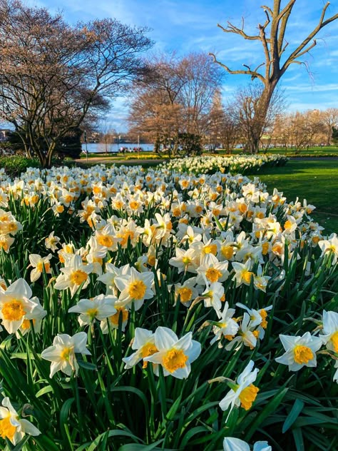 Narges Flowers, Daffodils William Wordsworth, Daffodil Flowers, Artsy Background, Valley Of Flowers, William Wordsworth, Narcissus Flower, Daffodil Flower, Nothing But Flowers