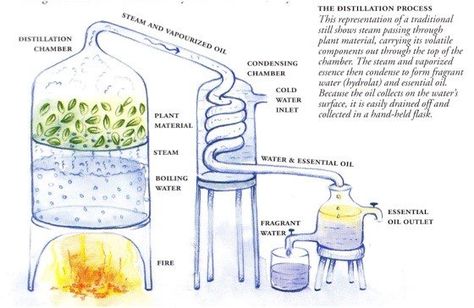 glass tubing distillation system method Essential Oil Still, Oil Distiller, Essential Oil Distiller, Essential Oil Extraction, Essential Oils For Colds, Mountain Rose Herbs, Making Essential Oils, Distillation Process, How To Make Oil