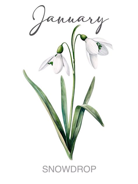 January snowdrop watercolor birth month flower wall art. #aesthetic #art #january #birthmonthflower #birthmonthflowertattoo #snowdrop #watercolor #watercolorflower #wallartprints #birthday #flower #clipart #posterart #poster #printable #coloring #watercolortattoo #aesthetictattoo #coloredtattoos #sketch #pencil #drawing #watercolorpencil #flowerdrawing #minimalist #flowertattoo #floral #wallart #coloringforadults #tattoodesign #tattooidea #birthdayflower January Birthday Flower, Flower For January Birth Month, January Month Flower, January Tattoo Ideas Births, Birthflower January Tattoo, Snowdrop Drawing, Snowdrop Watercolor, Birth Flower January, Flower Of January