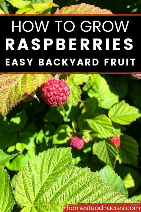 Red raspberries on plants. Text overlay says How To Grow Raspberries Easy Backyard Fruit. Raspberry Plant Care, Fruit In Garden, How To Grow Raspberries Bushes, When To Plant Blueberries, How To Take Care Of Raspberry Bushes, Backyard Fruit And Vegetable Garden, How To Contain Raspberry Bushes, How To Plant Raspberries Bushes, When To Plant Raspberry Bushes