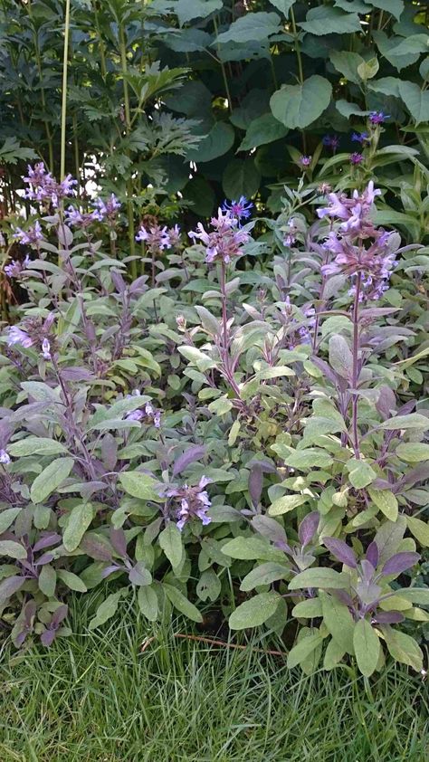 Country Party, Salvia Officinalis, Gravel Garden, Flower Garden, Herbs, Plants, Flowers, Color