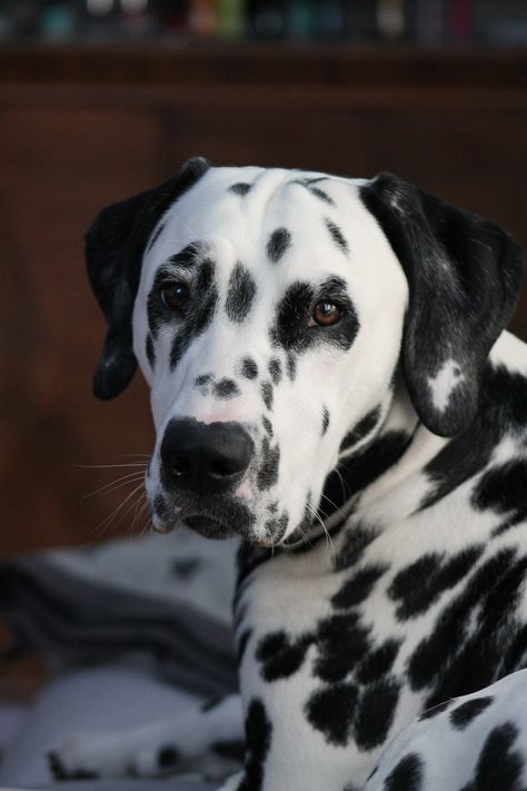 Vous souhaitez adopter un Dalmatien ? Découvrez les atouts et inconvénients de cette race sur le Blog de La Ferme des Animaux Norfolk Terrier Puppies, Puppy Portraits, Samoyed Puppy, Baby Pugs, Dangerous Dogs, Doberman Puppy, Samoyed Dogs, Sleeping Puppies, Cute Dog Pictures