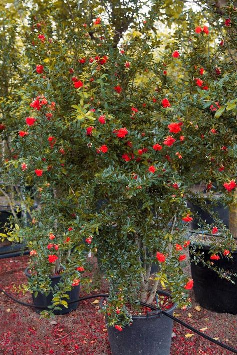 Pomegranate Tree, Home Garden Design, Mediterranean Style, Granada, Fruit Trees, Pomegranate, Dream Big, Red Peppercorn, Front Yard