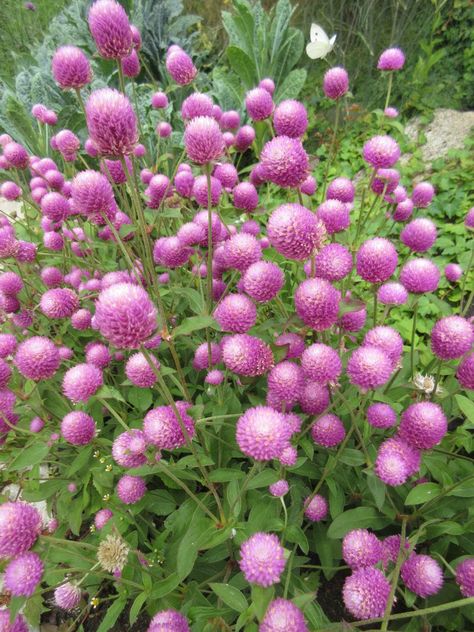 ‘Ping Pong Lavender’ globe amaranth (Gomphrena globosa) – annual Gomphrena Flowers In Pots, Gomphrena Flowers, Gomphrena Globosa, Market Flowers, Globe Amaranth, Diy Garden Fountains, Raspberry Cream, Rare Seeds, Buy Seeds