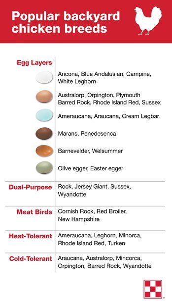 Chicken egg color chart: Breeds that lay colored eggs include Barred Rock, Rhode Island Red, Welsummer, Maran and Easter Egger chickens. Chicken Egg Color Chart, Welsummer Eggs, Chickens And Egg Colors, Breeding Chickens For Egg Color, Welsummer Chicken, What Chickens Lay What Color Eggs, Chicken Breeds And Egg Color, Chicken Breeds Chart, Those Island Red Chickens