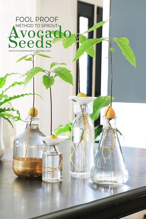 Avocado Plant From Seed, Avocado Seed Growing, Seed Growing, Avocado Plant, Grow Avocado, Avocado Seed, Avocado Tree, Growing Tips, Fool Proof