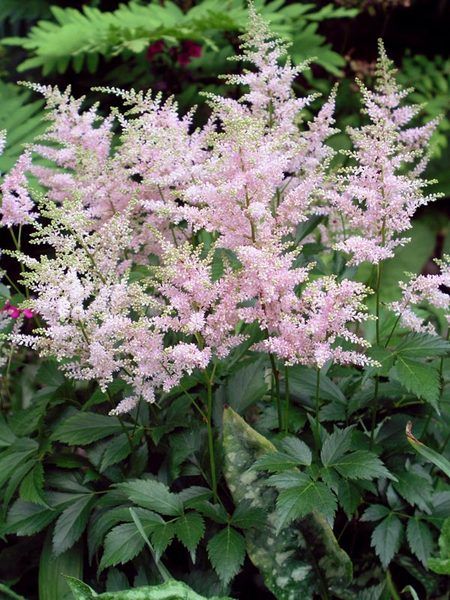 Astilbe Japonica Peach Blossom Airy plumes of light peach with a hint of pink move with the slightest breeze. If trying Astilbes in sun, Peach Blossom is the one most tolerant of dry conditions. The lacy and fern-like foliage is vivid green. Works well in a border or in mass planting. Astilbe are mainstays of shade and woodland gardens. They combine well with other moisture loving plants like Brunnera, Ligularia, Lobelia and Hosta. Astilbe Japonica, Garden Fancy, Shaded Garden, Cut Garden, Garden Board, Shade Perennials, Garden Aesthetic, Pink Garden, Peach Blossom