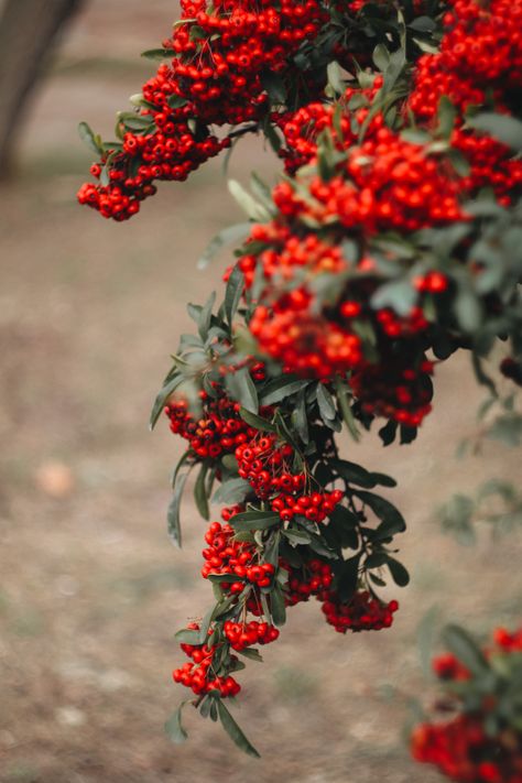 #nature #berries #sweet #autumn #autumncolors Fall Berries, Autumn Berries, Iran Pictures, Winter Berries, Persian Calligraphy, Wallpaper Nature Flowers, Wallpaper Nature, Nature Flowers, Red Berries