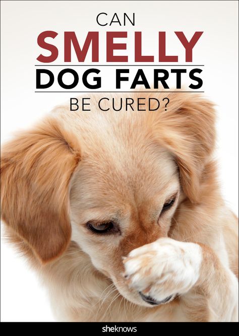 Here's why your pooch's poots can make your eyes water Dog Farts, Stinky Dog, Smelly Dog, Passing Gas, Natural Dog Chews, Puppy Breath, Dog Products, Dog Safety, Dog Hacks