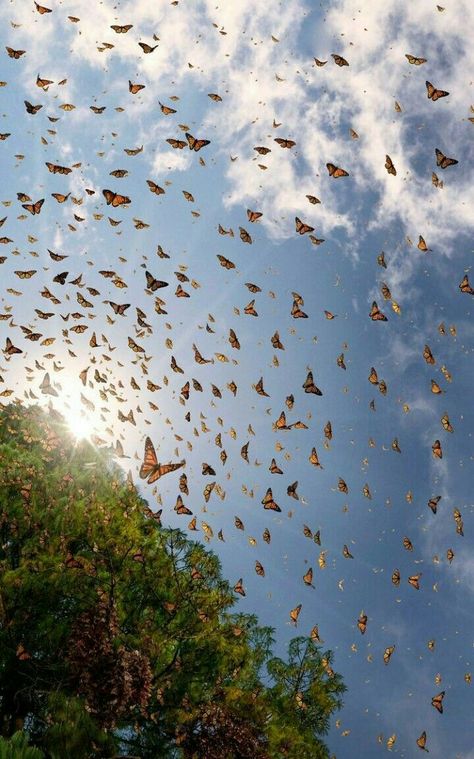 Monarch Butterflies Photography, Butterfly Games, Butterfly Pastel, Aesthetic Highlight Covers Instagram Pink, Wild Animals Photos, Pastel Gradient, Garden Whimsy, Sunset Background, Simple Pictures