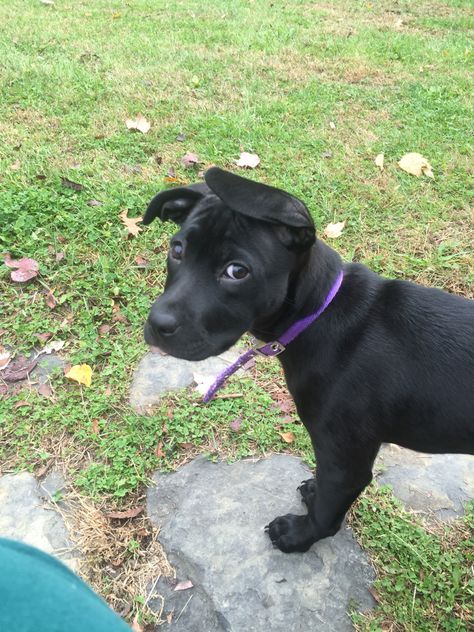 10 week old black lab and pit bull mix. Lab Pitbull Mix Puppy, Pitbull Mix Puppies, Blue Nose Pitbull, Black Pit, Pit Bull Mix, Pitbull Puppy, Bull Terrier Mix, Lab Puppies, Pitbull Puppies