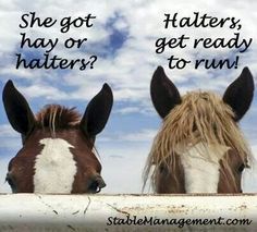 Funny Horse Memes, Horse Quotes Funny, Horse Jokes, Riding Quotes, Funny Horses, Hunter Jumper, Horse Quotes, Funny Horse, Horse Crazy