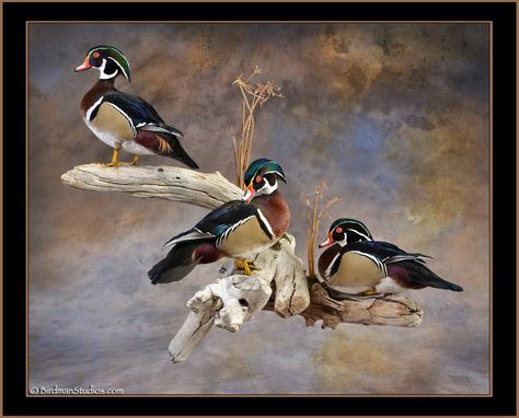 Duck Mounts Taxidermy, Wood Duck Mounts, Duck Taxidermy, Duck Hunting Decor, Funny Hunting Pics, Deer Wall Mount, Duck Mounts, Waterfowl Taxidermy, Duck Mount