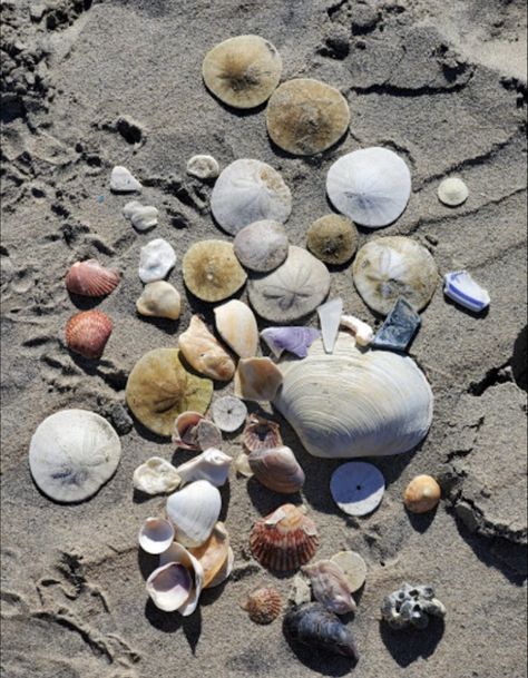 The treasures you'll spot at this beach are endless. So many beautiful seashells and rocks can be spotted in the sand. California Sea Shells, Shell Beach California, California Sightseeing, Cali Vacation, Thousand Steps Beach, Beautiful Seashells, Ventura Beach, Sea Treasure, Crystal Cove State Park