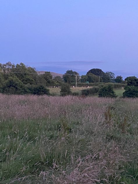 Summer Dusk Aesthetic, Dusk Aesthetic, Dusk Summer, Ep Cover, Uk Summer, Grassy Field, Nature View, Aesthetic Cute, Blue Hydrangea