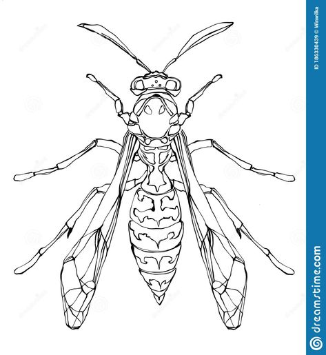 Wasp32 vector outline hornet hand drawn style. Illustration about hipster, antique, ladybug, ornate, decorated, drawn, line, entomology, graphic, engraving, honey, drawing - 186330439 Wasp Drawing Easy, Bug Drawing Insects, Wasp Sketch, Wasp Tattoo Design, Hornet Drawing, Wasp Illustration, Wasp Drawing, Hornet Tattoo, Honey Drawing