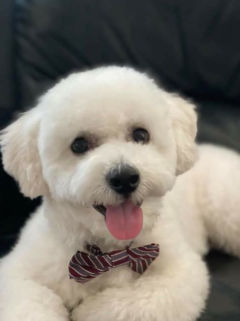 Short Bichon Haircut, Bichon Frise Haircut Styles, Maltese Dogs Haircuts, Toy Poodle Haircut, White Toy Poodle, Poodle Hair, Poodle Haircut, Puppy Grooming, Puppy Cut