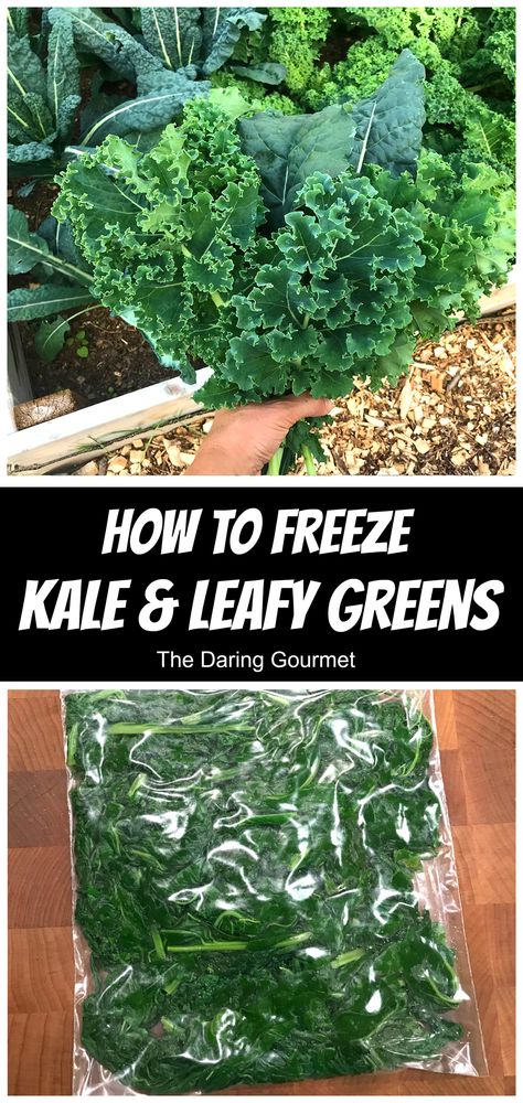 Freezing kale and other leafy greens couldn't be simpler!  We'll show you how to freeze kale and other leafy greens so you can enjoy their freshness and nutrition all year round! Can You Freeze Kale, Kale Preservation, How To Freeze Kale, Farm Stead, Freezing Food Guide, Freezing Veggies, Leafy Greens Recipes, Daring Gourmet, Homestead Projects