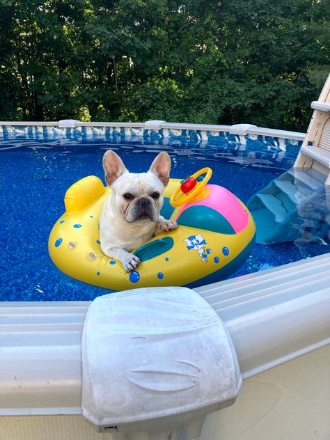 He wanted his own floaty Pool Day, French Bull, Pool Floats, Pool Days, Family Outfits, Pool Float, French Bulldog, Float, Bulldog