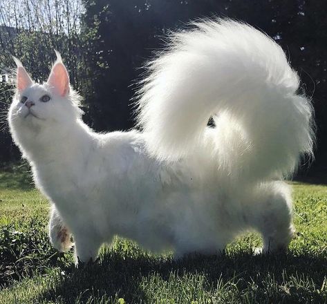 Animal Reference Photos, Large Domestic Cat Breeds, Reference Animals, Animal Poses, Cat Poses, Animal Tails, Fluffy Tail, Cat Reference, Lots Of Cats