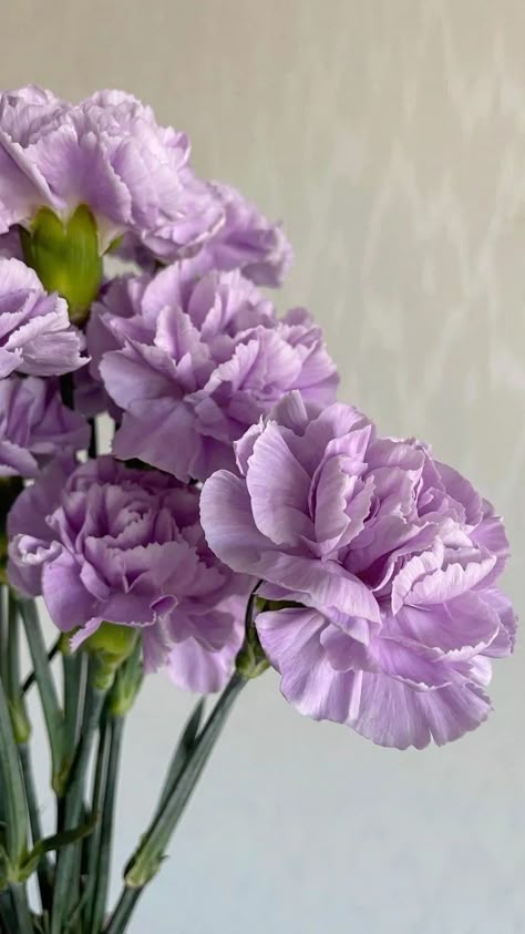 Beautiful Purple Flowers Photography, Carnation Flower Purple, Love Purple Aesthetic, Purple Things Aesthetic, Flower Aesthetic Purple, Purple Carnation Bouquet, Flowers Aesthetic Purple, Purple Aesthetic Flowers, Violet Flower Bouquet