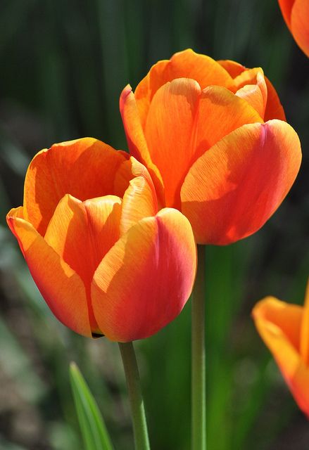 Two flowers Orange Flowers Photography, Types Of Tulips, Growing Tulips, Brandy Snaps, Sarah Raven, Perennial Bulbs, Two Flowers, Orange Tulips, Tulip Bulbs