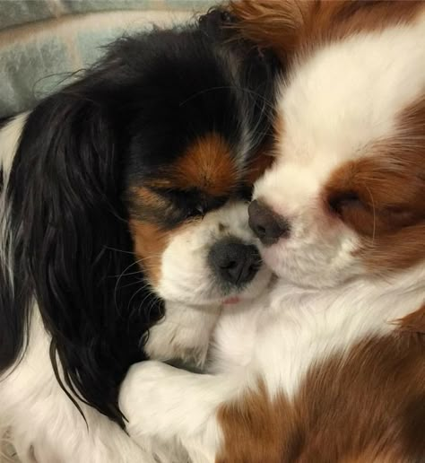 Cavalier Dog, King Spaniel, King Charles Puppy, Cavalier Puppy, Cavalier King Charles Dog, King Charles Dog, Cavalier Spaniel, King Charles Cavalier Spaniel Puppy, Peas In A Pod