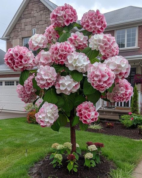 Tree Hydrangea, Hydrangea Tree, Food Plot, Fairytale House, Hydrangea Paniculata, Pink Garden, Home Landscaping, Garden Photos, Pretty Plants