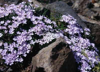 "Creeping Phlox" - The area UNDER PINE TREEs is dry, dark and allelopathic, which means that the soil is inhospitable to most plants... Phlox Ground Cover, Red Creeping Thyme, Best Ground Cover Plants, Phlox Plant, Moss Phlox, Perennial Ground Cover, Creeping Phlox, Flowers Growing, Evergreen Plants