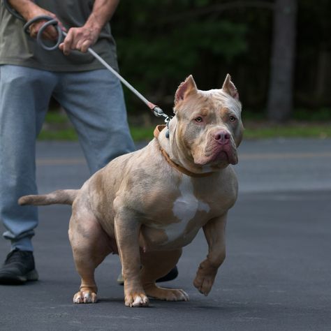 Split face XXl American Bully puppy, she is only 1 year old on the picture and already 128 lb, 25 inches tall. Can’t wait to see her fully grown ☺️ #puppies #puppy #abkc #ukc #americanbully #xlamericanbully #bullybreed #championshowdog #championdog #famousdog #viraldog #studdog #studbully #bullystud #breedingdog #doghealth #viraldog #viralpuppy #doggo #doglove #bullypup #bullypups #merlebully Pitbulls Puppies, Xl American Bully, American Bully Puppy, American Bully Pitbull, American Bully Puppies, Xl Pitbull, Bully Puppy, Bully Puppies, Bully Xl