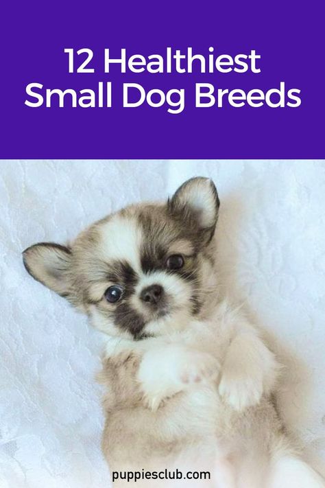 healthiest-small-dog-breeds Fluffy Small Dog Breeds, Small Dogs That Dont Shed, Small Puppy Breeds, Mini Dogs Breeds, Cute Small Dog Breeds, Small Cute Puppies, Dog Breeds For Families, Healthiest Dog Breeds, Cutest Small Dog Breeds