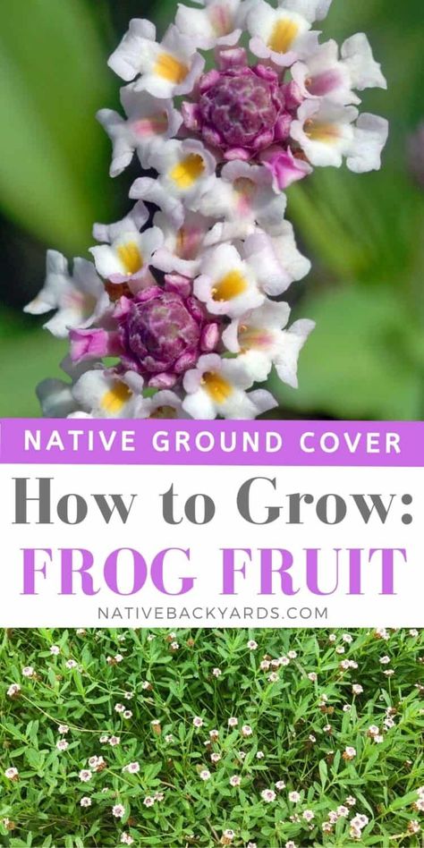 Frog Fruit: My Favorite Native Ground Cover - Native Backyards Frog Fruit, Native Ground Cover, Texas Plants, Texas Native Plants, Florida Native Plants, Lawn Alternatives, Lake Garden, Ground Covers, Hosta Plants