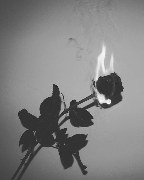 Preppy Emo, Rose On Fire, Photography Major, Wilted Rose, Burning Rose, Black Roses Wallpaper, Wallpaper Diy, Anime Goth, Rosé Black And White