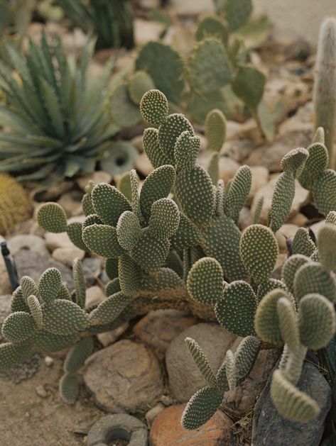 Plants + People: a study of the symbiotic relationship between humans and the gardens they tend to. Featuring opuntia microdasys (angel’s-wings, bunny ears, polka dot cactus) Low-growing and shrubby, this cactus grows up to three feet tall and six feet wide. Its flattened, oval shaped green pads grow in pairs, resembling bunny ears, and are spotted with prickly white hairs. #joshuatreehouse #desertliving #desertlandscape #desertplants Bunny Ear Cactus, Yucca Tree, The Symbiotic Relationship Between, Opuntia Cactus, Opuntia Microdasys, Joshua Tree House, Golden Barrel Cactus, Edward Abbey, The Joshua Tree