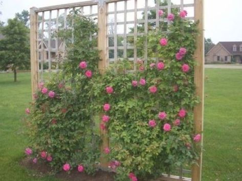 Climbing Roses Trellis, Patio Trellis, Rose Garden Landscape, Climbing Flowers, Rose Trellis, Diy Trellis, Garden Vines, Climbing Roses, Garden Boxes