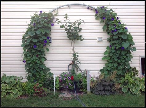 Using the frame from an old trampoline for climbing flowers. Trampoline Frame Arbor, Trampoline Plant Hanger, Trampoline Garden Arch, Trampoline Moon Gate, Trampoline Repurpose Ideas, Trampoline Trellis, Trampoline Hacks, Diy Trampoline, Recycled Trampoline