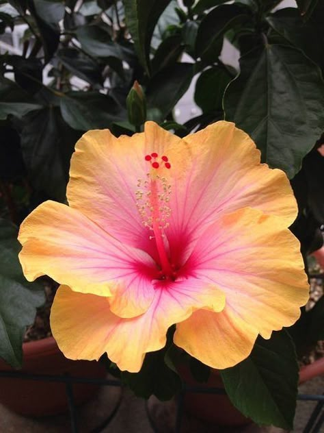 Hibiscus Plant, Beautiful Flowers Photography, Nothing But Flowers, Flower Therapy, Hawaiian Flowers, Pretty Plants, Beautiful Flowers Pictures, Minsk, Exotic Flowers