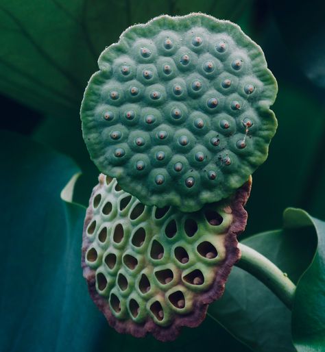 https://flic.kr/p/2jFXiPH | Lotus Pods | OLYMPUS DIGITAL CAMERA Lotus Seed Pod Drawing, Seed Pods Photography, Flower Seed Pods, Lotus Flower Seed Pod, Eucalyptus Seed Pods, Lotus Flower Seeds, Lotus Pods, Seed Pods, Botanical Drawings