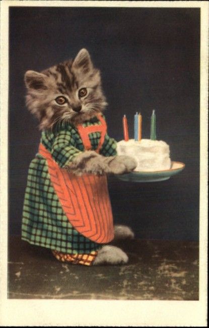 Why birthdays suck Harry Whittier Frees, Happy Birthday Humorous, Happy Birthday Funny Cats, Birthday Cake For Cat, Happy Birthday Cat, Serval Cats, Herding Cats, Kitten Birthday, Happy Birthday Vintage