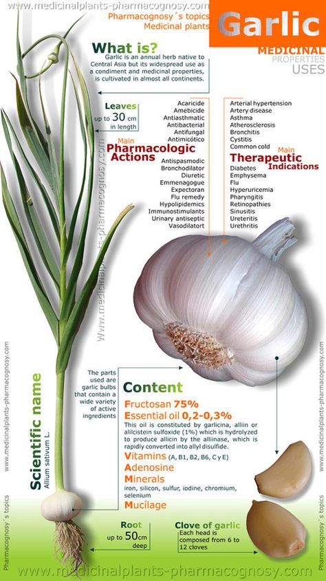 Benefits of Garlic Infographic Garlic Health, Garlic Health Benefits, Garlic Benefits, Healing Food, Healing Herbs, Medicinal Plants, Natural Medicine, Health Remedies, Herbal Remedies