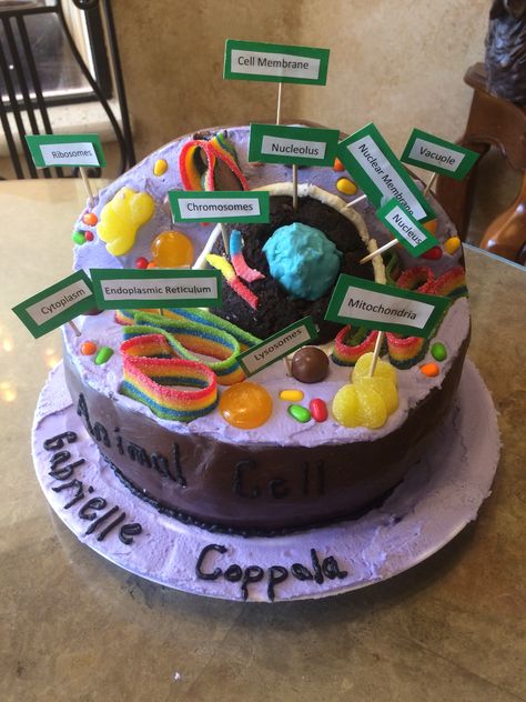 Animal Cell Cake Cell Cakes Project, Cake Cell Model, Cake Cell Project Ideas, Animal Cell Cake Project Ideas, Animal Cell Food Project, Candy Cell Model, Animal Cell Edible Project, Cell Cake Project Ideas, Edible Cell Project Ideas