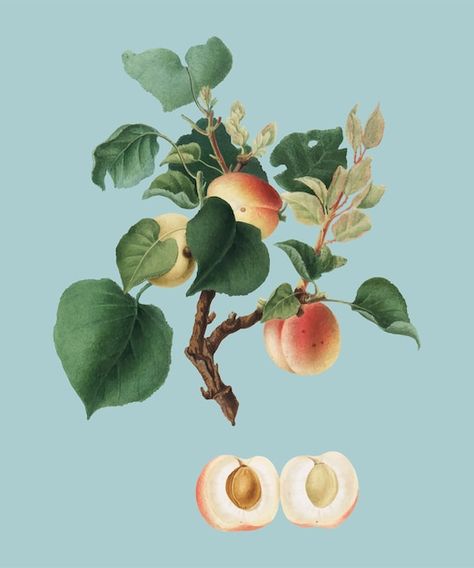 Apricot Trees, Apricot Tree, Botanical Vintage, Fruit Vector, Free Illustration Images, Vintage Tropical, Free Graphics, Tropical Fruit, Flower Illustration