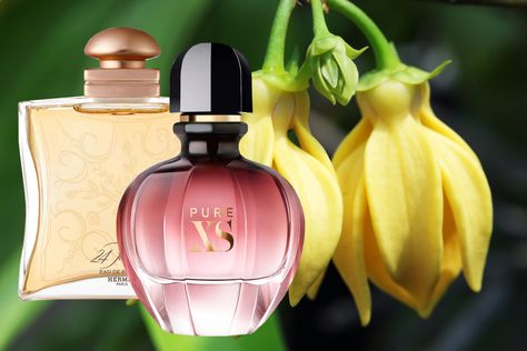 Ylang ylang is an enticingly erotic sweet floral with hints of both jasmine and banana. Here are our top 10 best perfumes with ylang ylang.  #Perfume #ylangylang Ylang Ylang Perfume, Cologne Scents, Best Perfumes, Perfume Recipes, Perfume Collection Fragrance, Oil Perfume, Beauty Goals, Essential Oil Perfume, Woody Fragrance