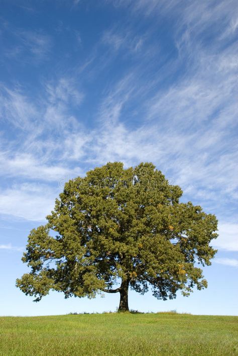 Large Oak Tree with Pretty Blue Sky. A very large old Oak Tree standing a lone w , #AFF, #Sky, #Blue, #standing, #large, #Oak #ad Oak Trees Aesthetic, Oak Tree Pictures, Coastal Live Oak Tree, Giant Oak Tree, Large Oak Tree, Huge Oak Tree, Blue Sky With Clouds, Sky With Clouds, Old Oak Tree