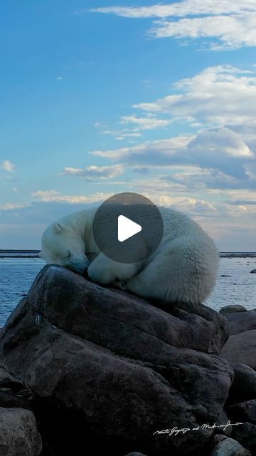 Martin Gregus | I am totally fine, just a little sleepy. While her sister forged in the kelp, this young female named Veronica took the opportunity to take... | Instagram Sleeping Bear, Polar Bear Video, Sea Explorer, Big Rock, Explore Canada, Female Names, Take A Nap, Once In A Lifetime, Polar Bear