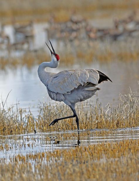 Sandhill Crane, Animal Study, Crane Bird, Herons, Big Bird, Sea Birds, Pretty Birds, Bird Photo, Watercolor Bird