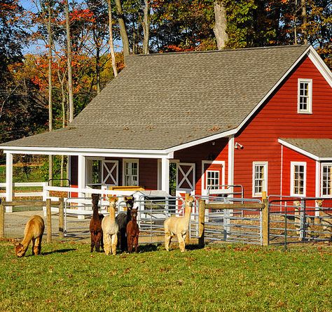 Alpaca Farm Aesthetic, Animal Farm Layout, Alpaca Shelter, Alpaca House, Hobby Farm Aesthetic, Petting Zoo Ideas, Farm Animal Shelter, Magical Wedding Venues, Mini Cattle