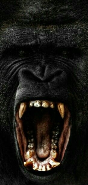 Angry Gorilla Gorilla Wallpaper, Regard Animal, Gorilla Gorilla, Gorillas Art, Gorilla Tattoo, Silverback Gorilla, Mountain Gorilla, Wild Kingdom, Great Ape