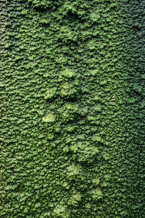 Background image of moist moss in nature royalty free stock photos In Nature, Free Stock Photos, Background Images, Photo Image, Royalty Free Stock Photos, Royalty, Royalty Free, Stock Photos, Collage